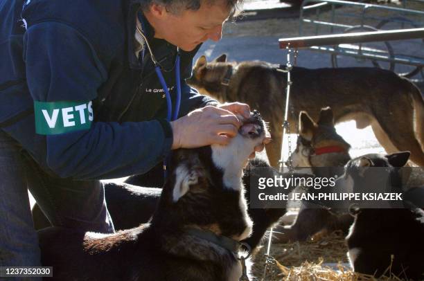 Un vétérinaire vérifie la dentition d'un chien de traîneau avant le lancement du "Trophée la Grande Odyssée", le 13 janvier 2006 à Lanslevillard. 15...