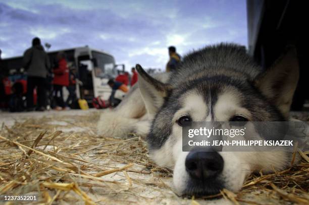 Siberian Husky sled dogs, arriving from Canada, rest 07 January 2006 in Avoriaz, in the French Alps, on the eve of the start of the Grande Odyssee, a...