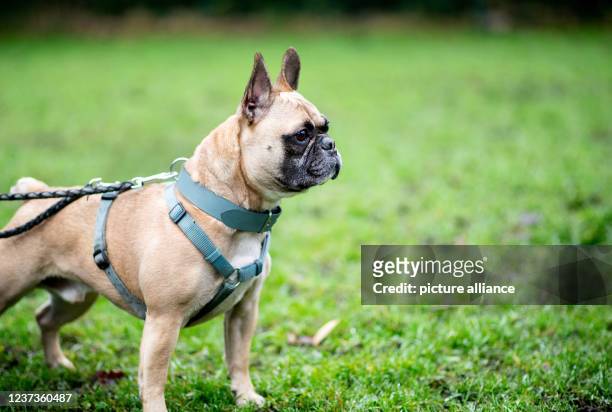 December 2021, Lower Saxony, Oldenburg: The dog "Bosco", a French bulldog, stands on a meadow in the Oldenburg animal shelter. Animals are not...
