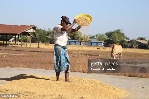 Rohingya man work to get paddy dried at a field near their Baw Du Pha IDP camp on December 18 in Sittwe, Rakhine State.