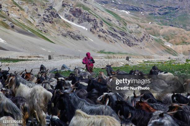 Shepherds lead a large flock of goats and sheep along a mountain road leading from the town of Drass to Tiger Hill in Kargil, Ladakh, India. Tiger...