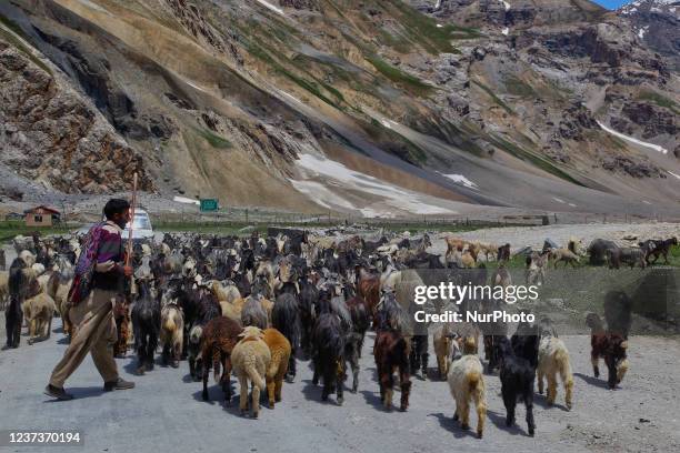 Shepherds lead a large flock of goats and sheep along a mountain road leading from the town of Drass to Tiger Hill in Kargil, Ladakh, India. Tiger...