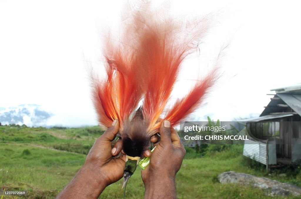 PNG-NATURE-CONSERVATION-ANIMAL