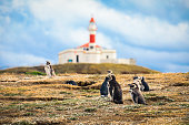 The Magellanic penguins with the Lighthouse of Magdalena Island background