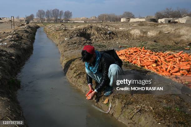 Boy washes carrots in a canal in Balkh, northwest of Mazar-i-Sharif on December 22, 2021.