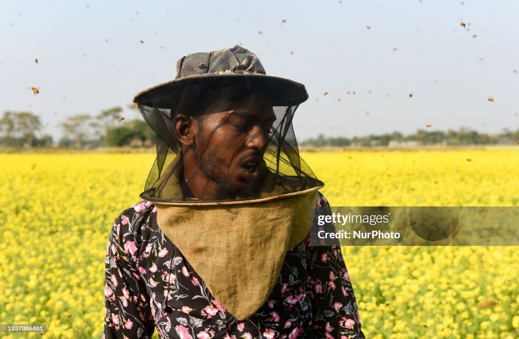 Apiculture In India