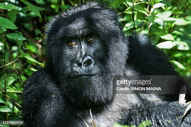 Mountain gorilla looks on at the Volcanoes National Park, Rwanda, on October 29, 2021. - With hundreds of mountain gorillas in residence, the...