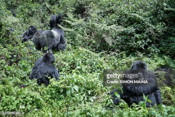 Mountain gorilla's from the Muhoza family move towards their nest at the Volcanoes National Park, Rwanda, on October 29, 2021. - With hundreds of...