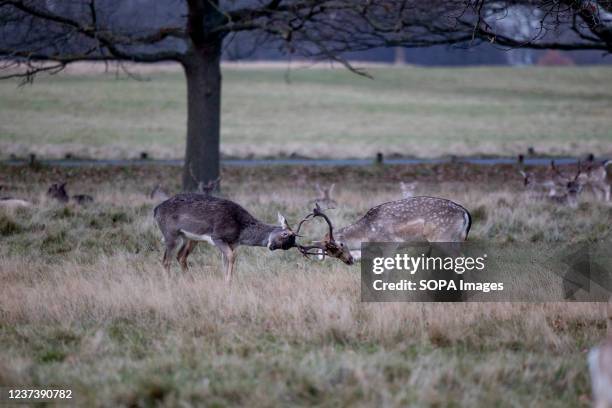 Fallow deer buck is seen fighting with a red deer buck with their stags at the Richmond Park in London.