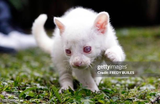 2,850 Albino Animal Photos and Premium High Res Pictures - Getty Images 2,850 Albino Animal Photos and Premium High Res Pictures - Getty Images