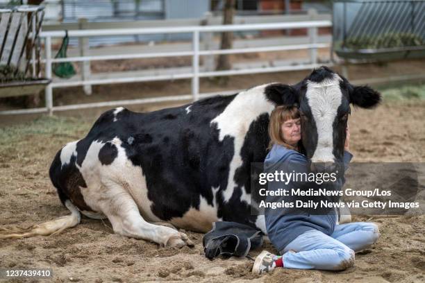 Santa Clarita, CA Kim Lane, 67-years old, volunteer at the Gentle Barn, hugs cow Faith at the Gentle Barn in Santa Clarita, CA, Tuesday, Dec 21,...