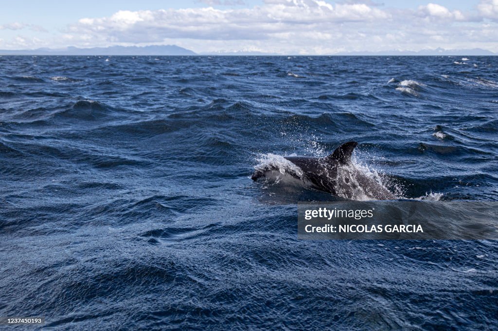 CHILE-ENVIRONMENT-SCIENCE-ANIMAL-DOLPHIN