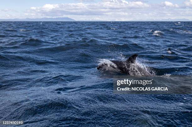 CHILE-ENVIRONMENT-SCIENCE-ANIMAL-DOLPHIN, News Photo