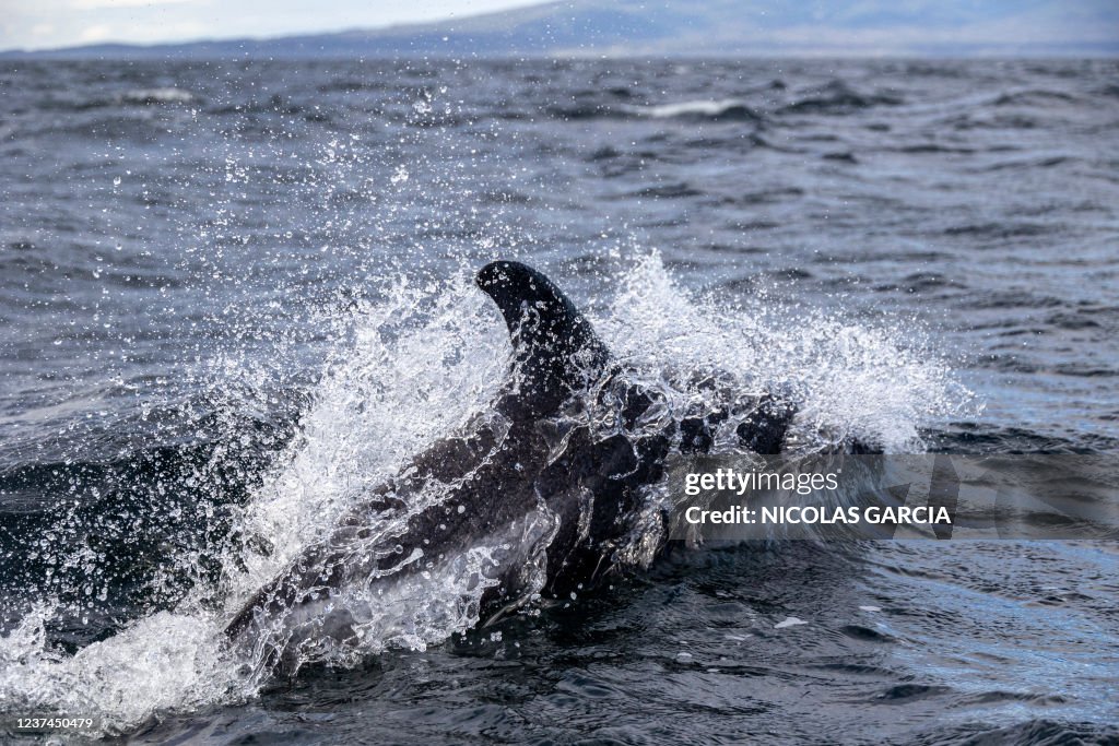 CHILE-ENVIRONMENT-SCIENCE-ANIMAL-DOLPHIN