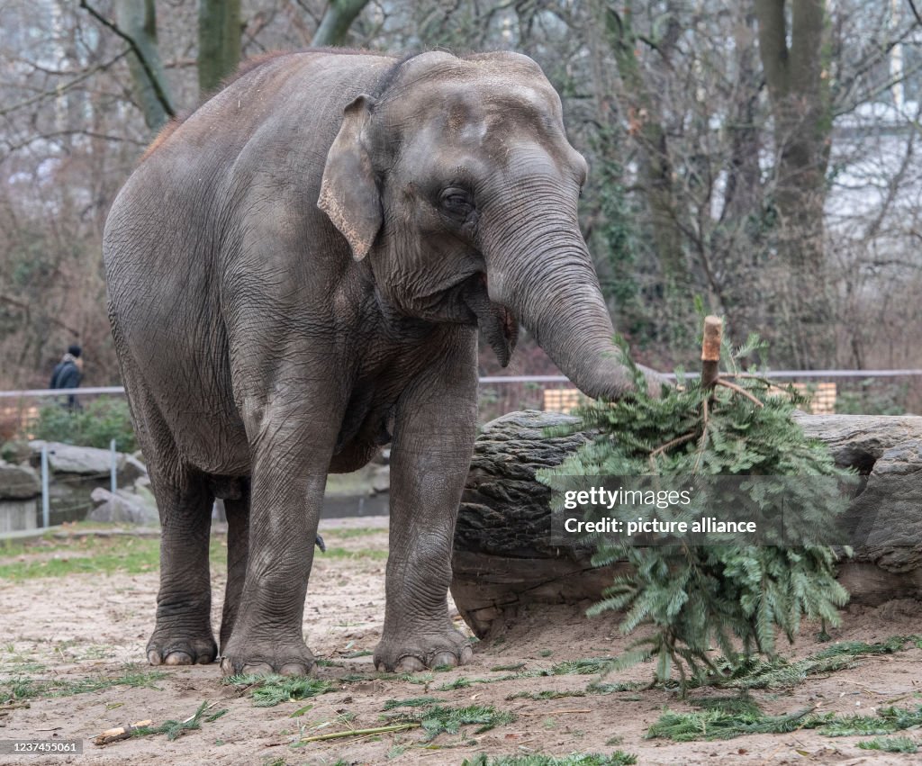 Elephants are fed with Christmas trees