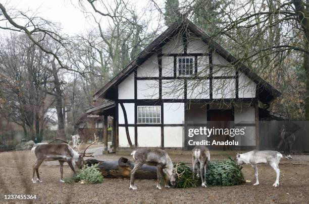 Reindeers feed on leftover Christmas trees after Christmas festive ended at the Berlin Zoo, Germany, on December 29, 2021.