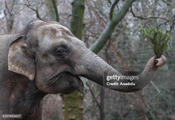 Elephants feed on leftover Christmas trees after Christmas festive ended at the Berlin Zoo, Germany, on December 29, 2021.