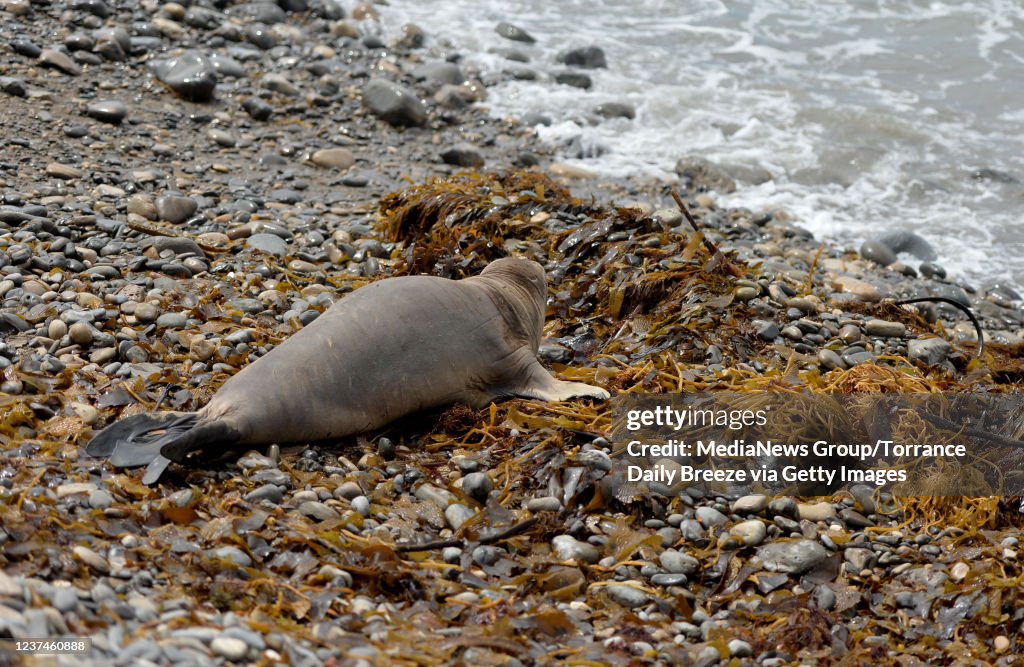 Marine Mammal Care Center Releases Seals