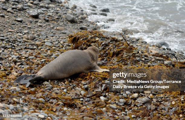 Marine Mammal Care Center Releases Seals, Fotografía de noticias