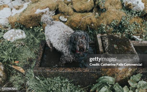 dog in a drinker - mud cloth stock pictures, royalty-free photos & images