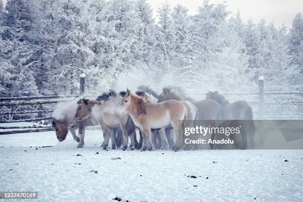 Frost layer covers Yakutian horses as temperature dropped to 60 Celsius degrees below 0 in Russia's Oymyakon province on December 24, 2021.