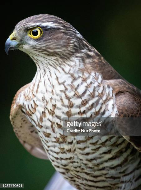 Female Sparrow Hawk pictured at Esh Winning, County Durham