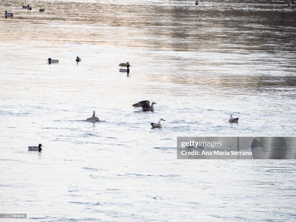 Gulls and mallard ducks at dusk on the Tormes river in Salamanca, Spain