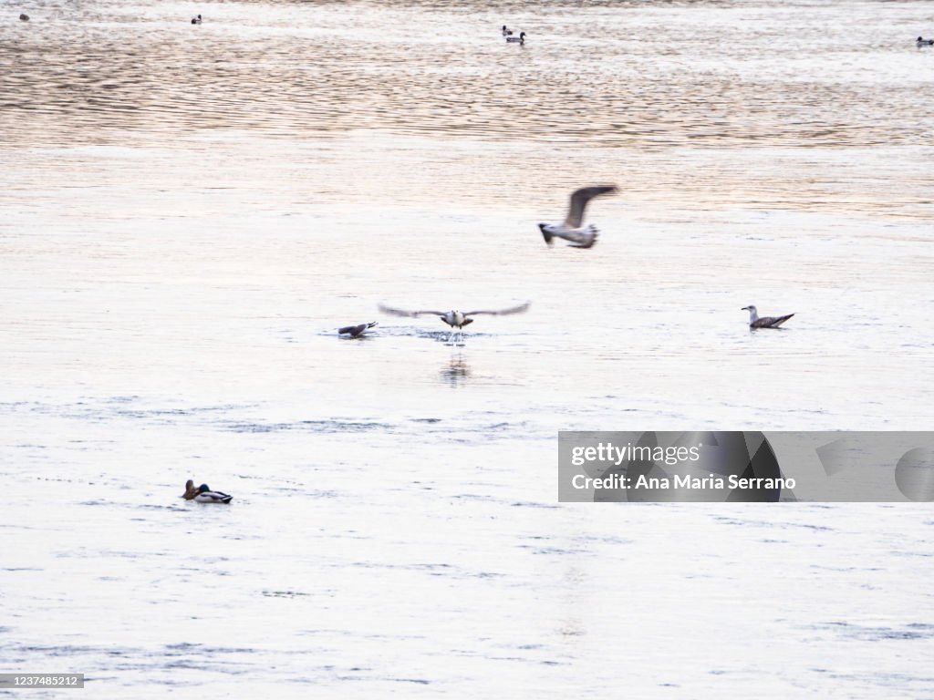 Gulls and mallard ducks at dusk on the Tormes river in Salamanca, Spain