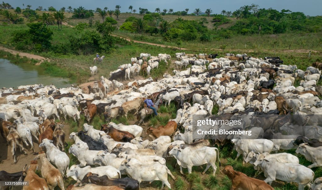 European Retailers Suspend Brazil Beef On Deforestation