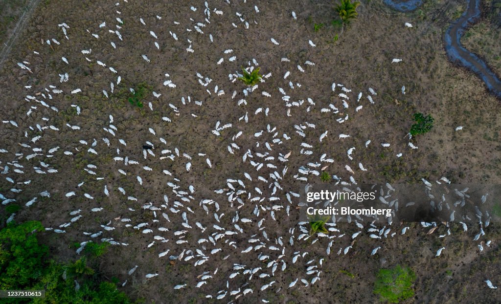 European Retailers Suspend Brazil Beef On Deforestation