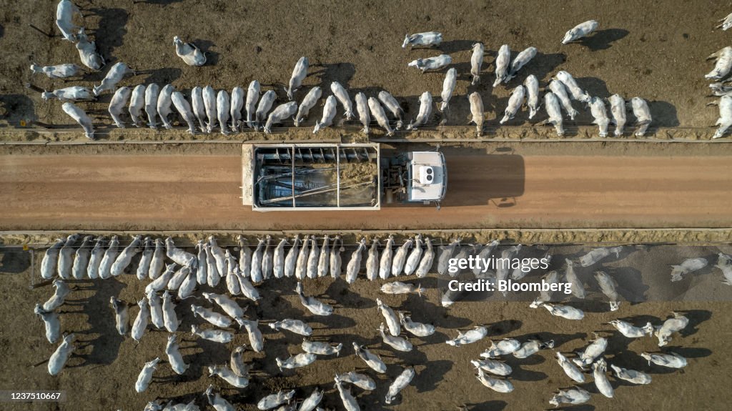 European Retailers Suspend Brazil Beef On Deforestation
