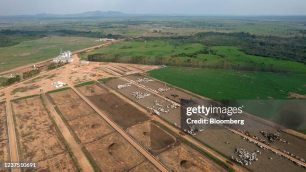 Cattle on a farm in Maraba, Para state, Brazil, on Wednesday, Oct. 6, 2021. Six European retail groups, including Sainsbury's in the United Kingdom...