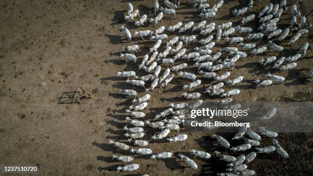 Cattle on a farm in Maraba, Para state, Brazil, on Wednesday, Oct. 6, 2021. Six European retail groups, including Sainsbury's in the United Kingdom...