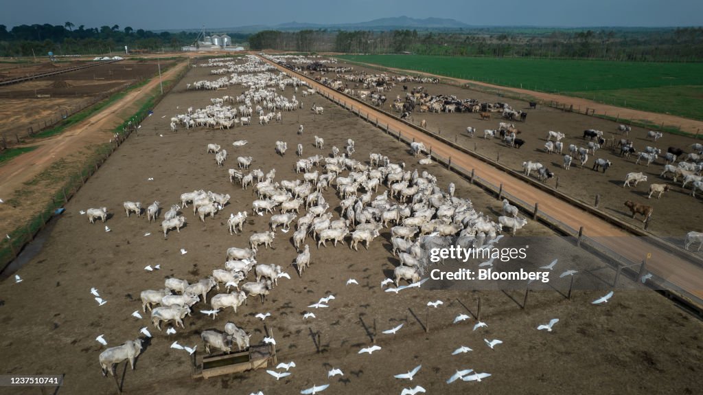 European Retailers Suspend Brazil Beef On Deforestation