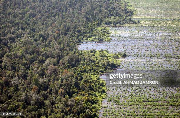 This picture taken 02 November 2007 shows a natural peatland forest next to cleared peatland which are prepared for acacia plantation in Kampar,...