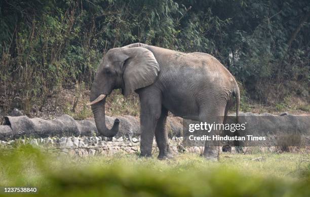 African elephant Shankar at Delhi Zoo on January 4, 2021 in New Delhi, India. An African elephant couple was a gift to former Indian President...
