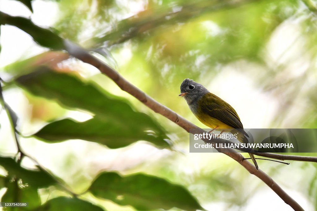 THAILAND-ANIMAL