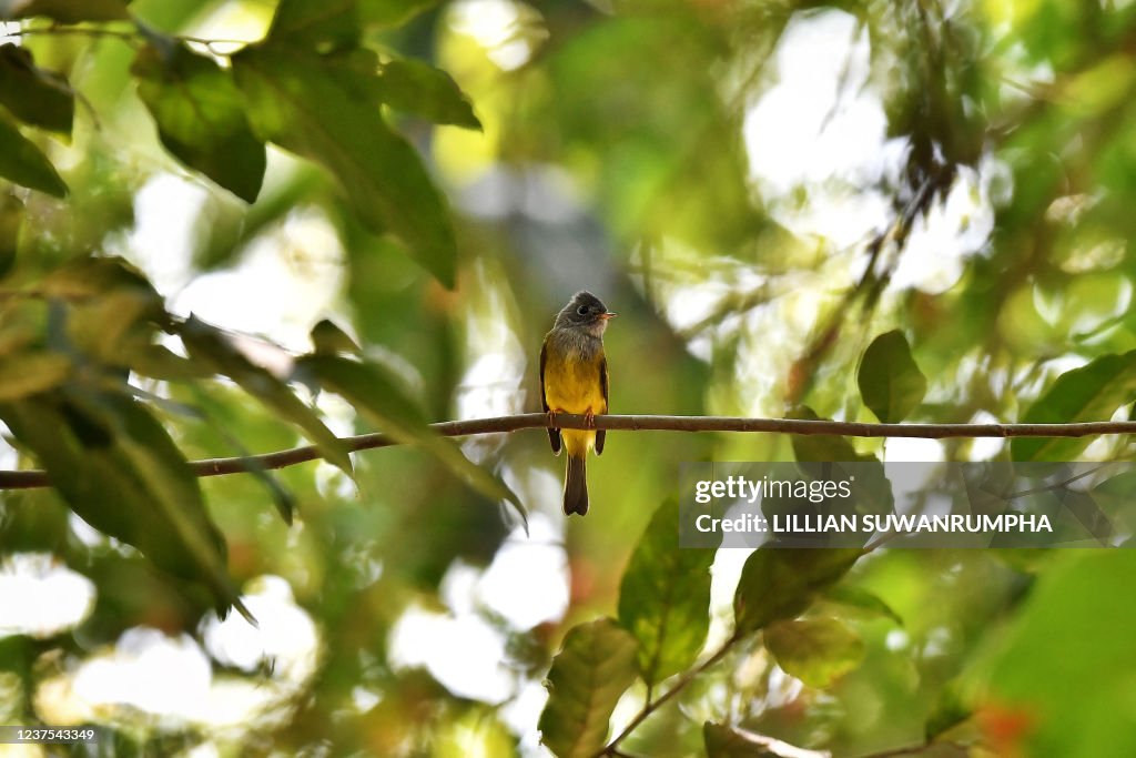 THAILAND-ANIMAL