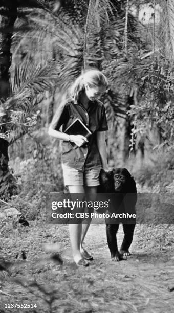 Jane Goodall appears in the television special "Miss Goodall and the World of Chimpanzees" originally broadcast on CBS, Wednesday, December 22, 1965....