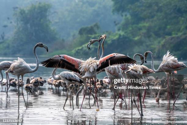 Flock of Flamingoes seen on January 3, 2022 in Navi Mumbai, India.