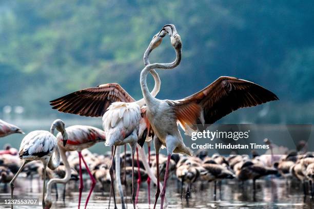 Flock of Flamingoes seen on January 3, 2022 in Navi Mumbai, India.