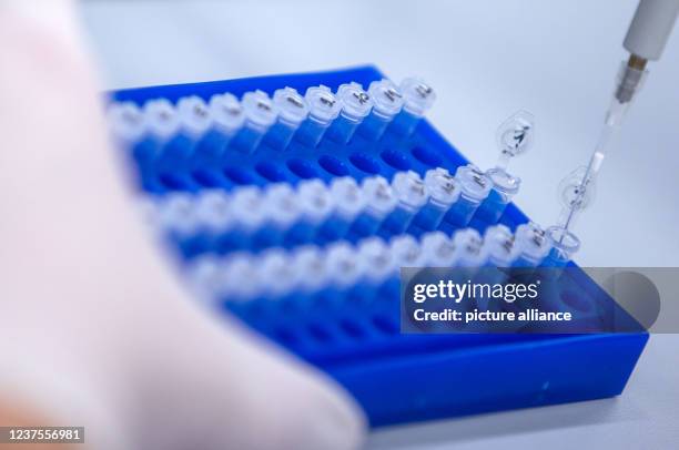 January 2022, Mecklenburg-Western Pomerania, Greifswald: Technical assistant Claudia Wiede prepares sequencing samples for investigations of corona...