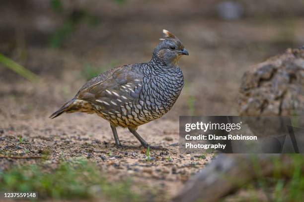 scaled quail near rio grande city, south texas - callipepla squamata stock pictures, royalty-free photos & images