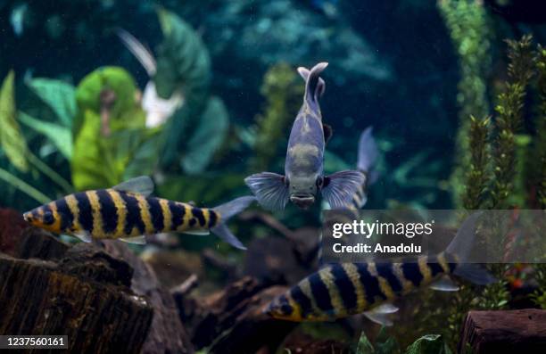 Fish are seen at Sehit Cuma Dag Natural History Museum under the General Directorate of the Mineral Research & Exploration of Turkiye in Ankara,...