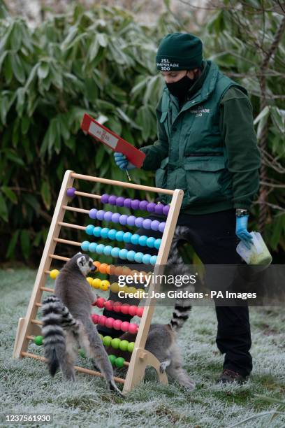 Ring tailed lemurs are counted during the annual stocktake at ZSL Whipsnade Zoo in Bedfordshire. Picture date: Thursday January 6, 2022.