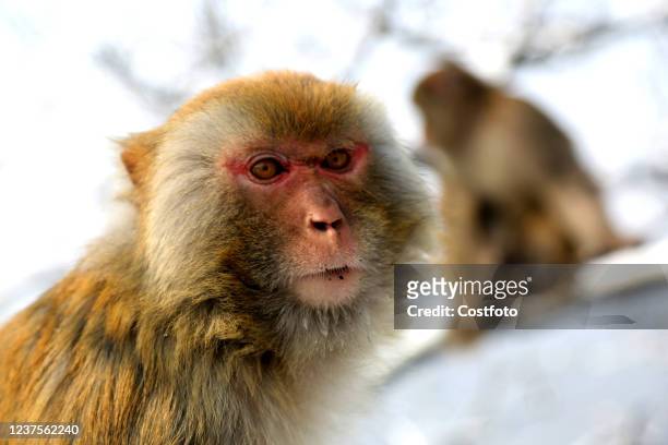 Macaques and young macaques are seen on Huaguo Mountain in Lianyungang City, East China's Jiangsu Province, Jan 6, 2022.