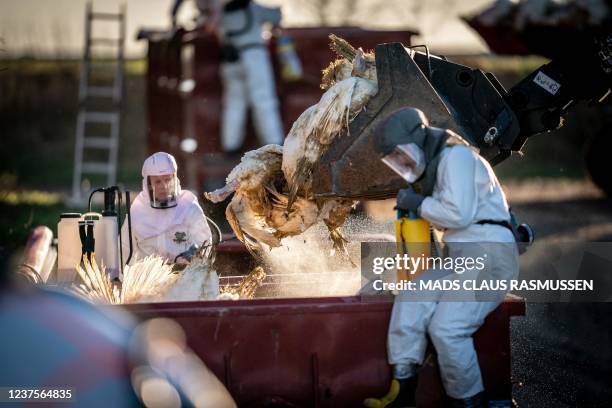 Personnel of the Danish Veterinary and Food Administration and of the Danish Emergency Management Agency dispose thousands of turkeys at a turkey...