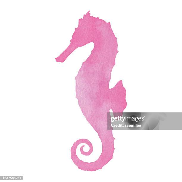 ilustraciones, imágenes clip art, dibujos animados e iconos de stock de watercolor sea horse - animal internal organ