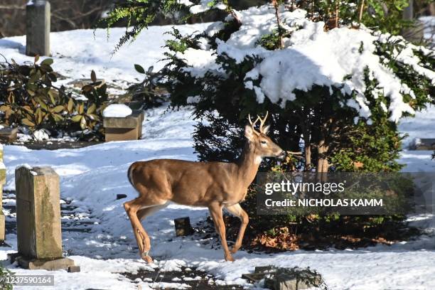 Deer walks through the snow-covered Oak Hill Cemetery in Washington, DC, on January 7, 2022. - A winter snowstorm known as a "bomb cyclone" blanketed...