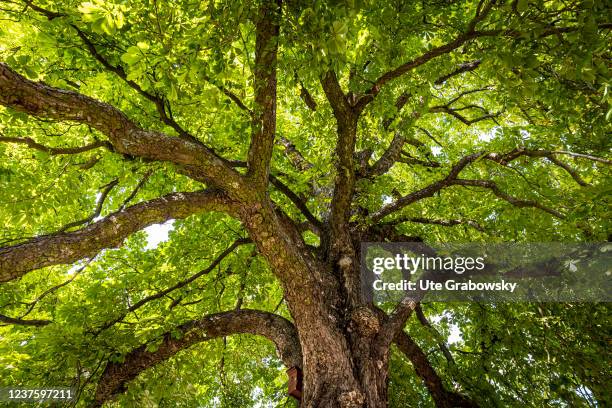 Shady crown of tree photographed from below on September 05, 2021 in Berlin, Germany.